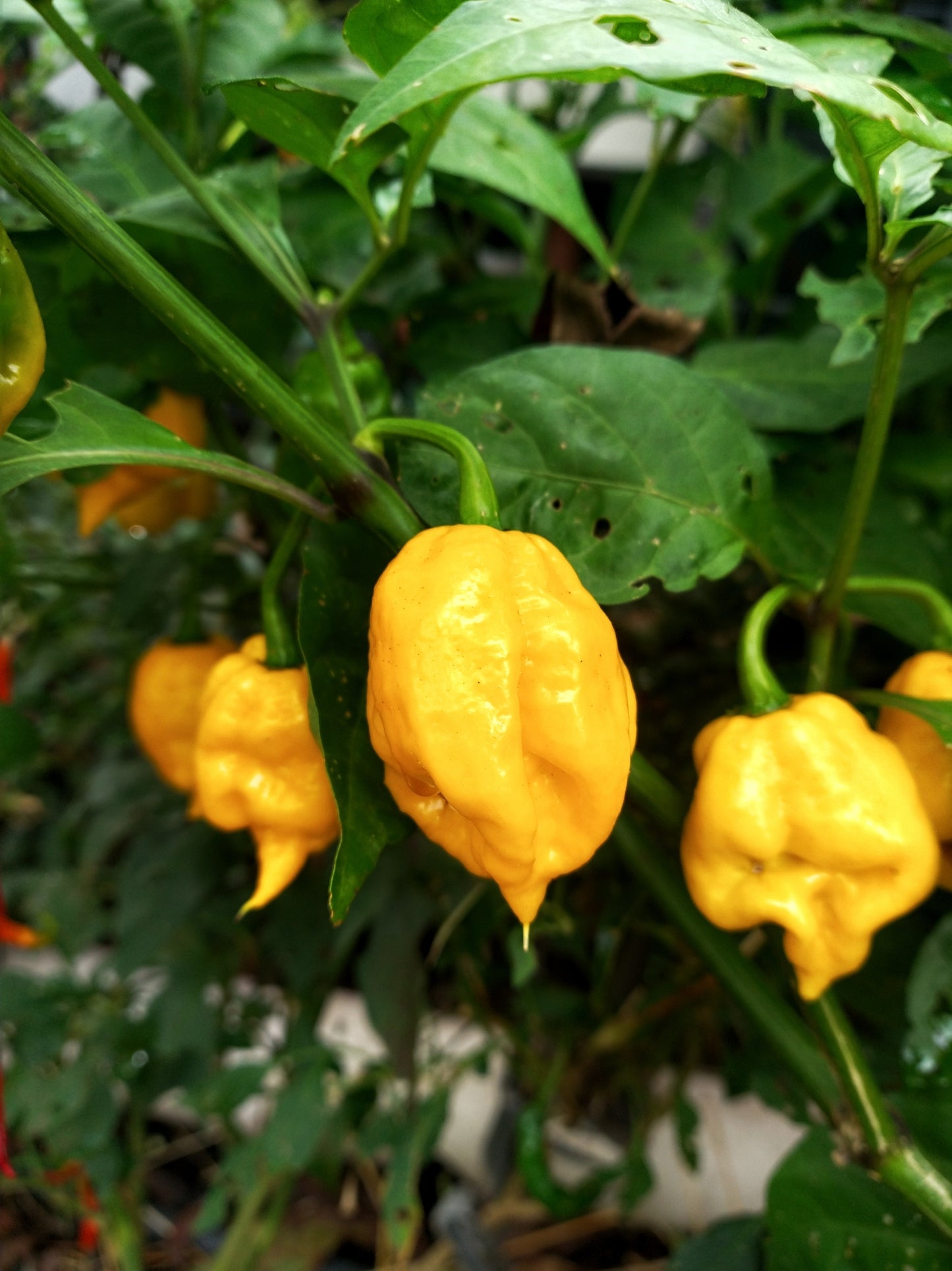 10 Yellow CAROLINA REAPER PEPPER World's Hottest Capsicum Chinense Hot Chili Vegetable Seeds