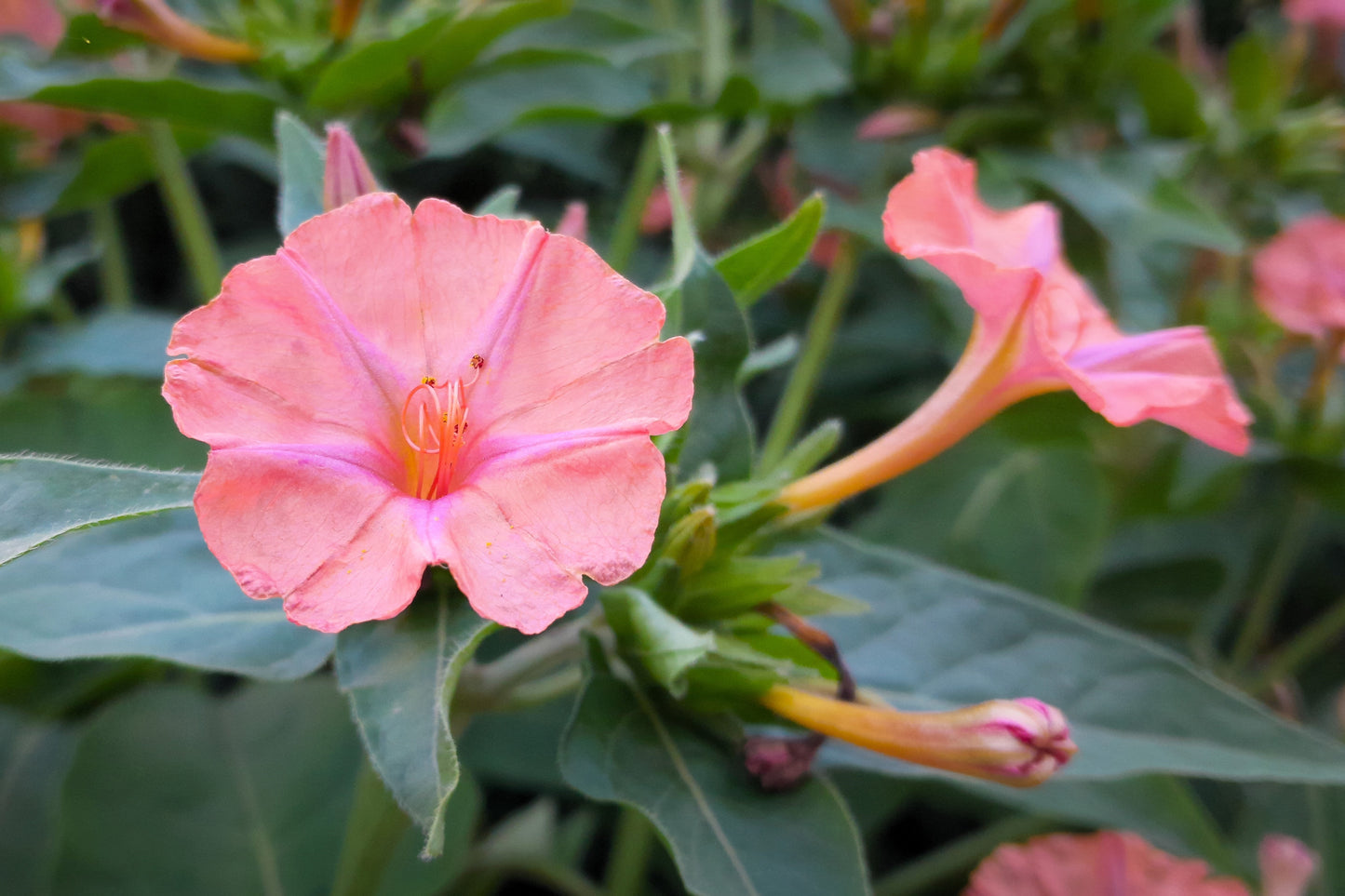 75 MIXED FOUR O CLOCK aka Marvel of Peru Mirabilis Jalapa Flower Seeds