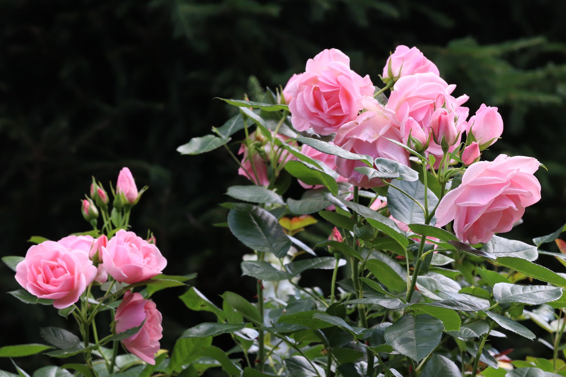 pink rose seeds 5 PINK ROSE Rosa Bush Shrub Perennial Flower Seeds