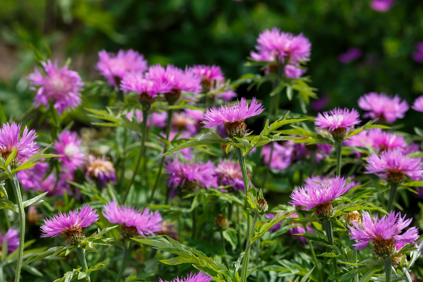 500 MIXED SWEET SULTAN Imperialis Mix Amberboa Moschata Centaurea Flower Seeds - Pink, Rose, Lilac, Purple, Mauve, White, & Yellow