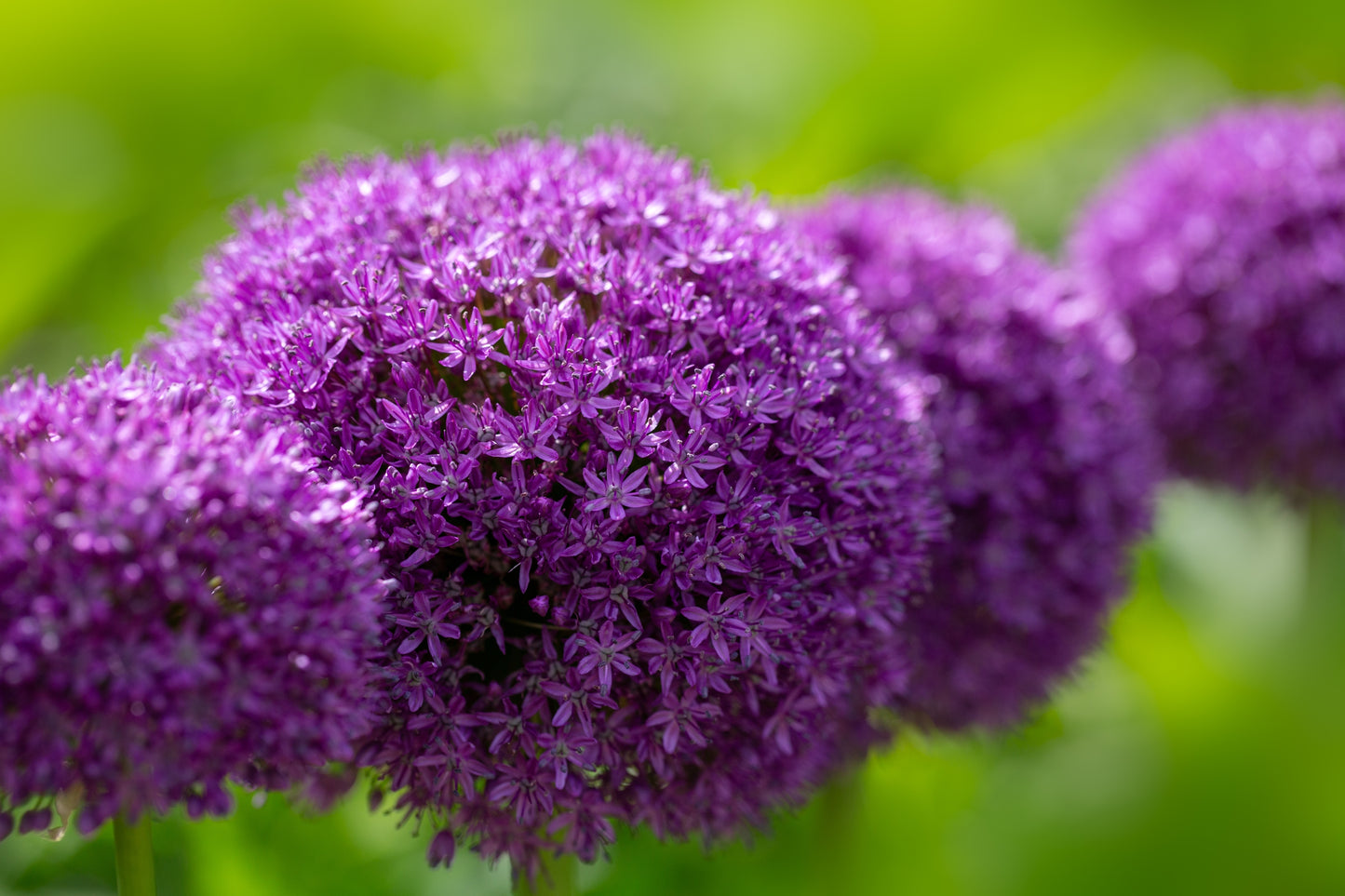 25 GIANT ALLIUM Allium Giganteum Purple Globe Flower Seeds