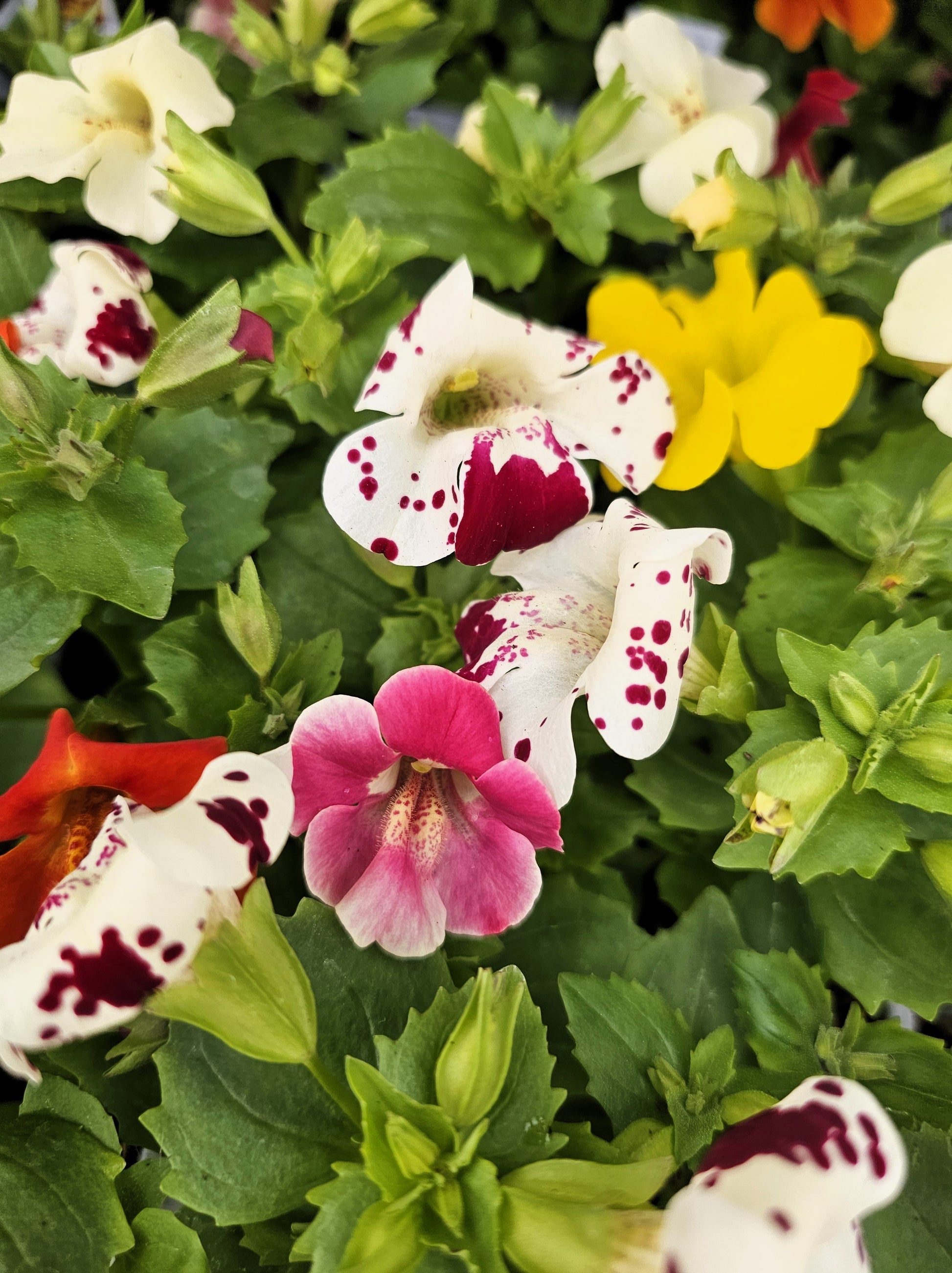 amazing purple tiger face flower seeds 250 TIGER MONKEY Mixed Colors Mimulus Tigrinus Flower Seeds – Seedville USA