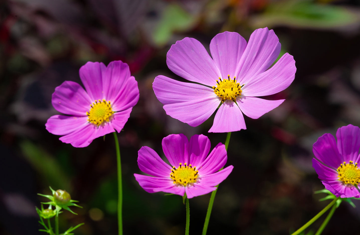 200 TALL PINK COSMOS Bipinnatus Flower Seeds
