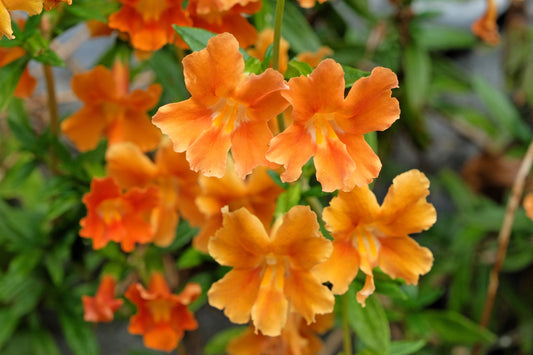 100 Twinkle ORANGE MONKEY FLOWER Mimulus Seeds