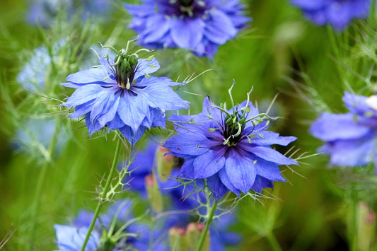 500 LOVE IN A MIST Miss Jekyll Blue ( Fennel Flower ) Nigella Damascena Flower Seeds
