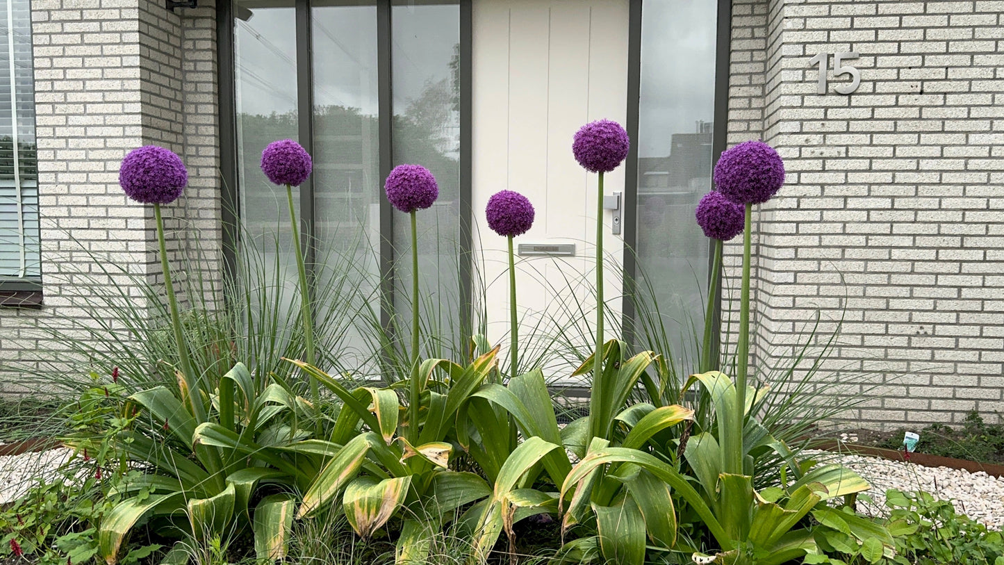 25 GIANT ALLIUM Allium Giganteum Purple Globe Flower Seeds