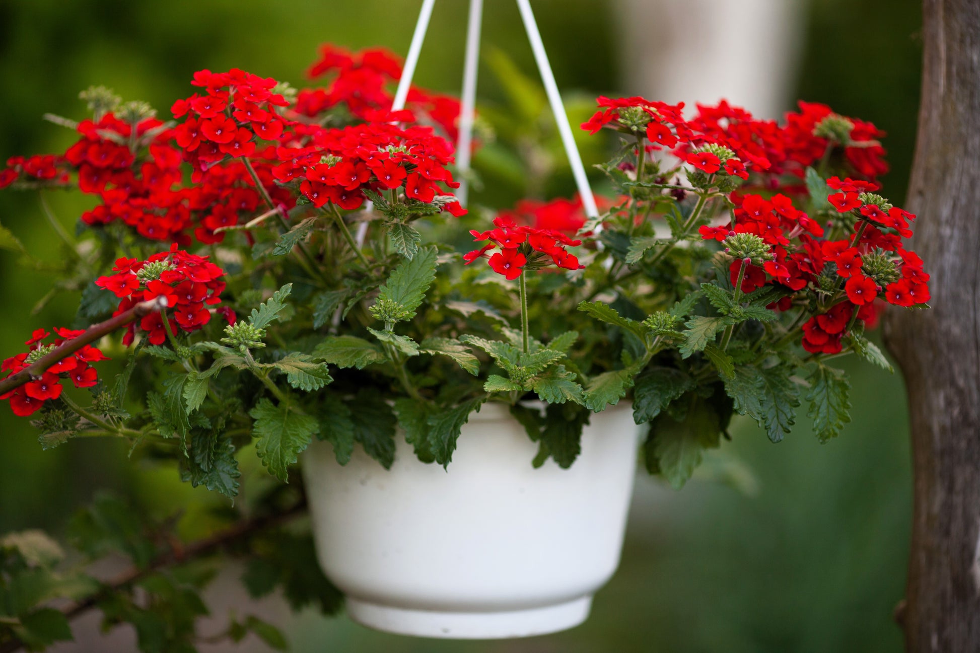 fragrant flower seeds 50 SCARLET VERBENA Red Nana Compacta Fragrant Flower Seeds