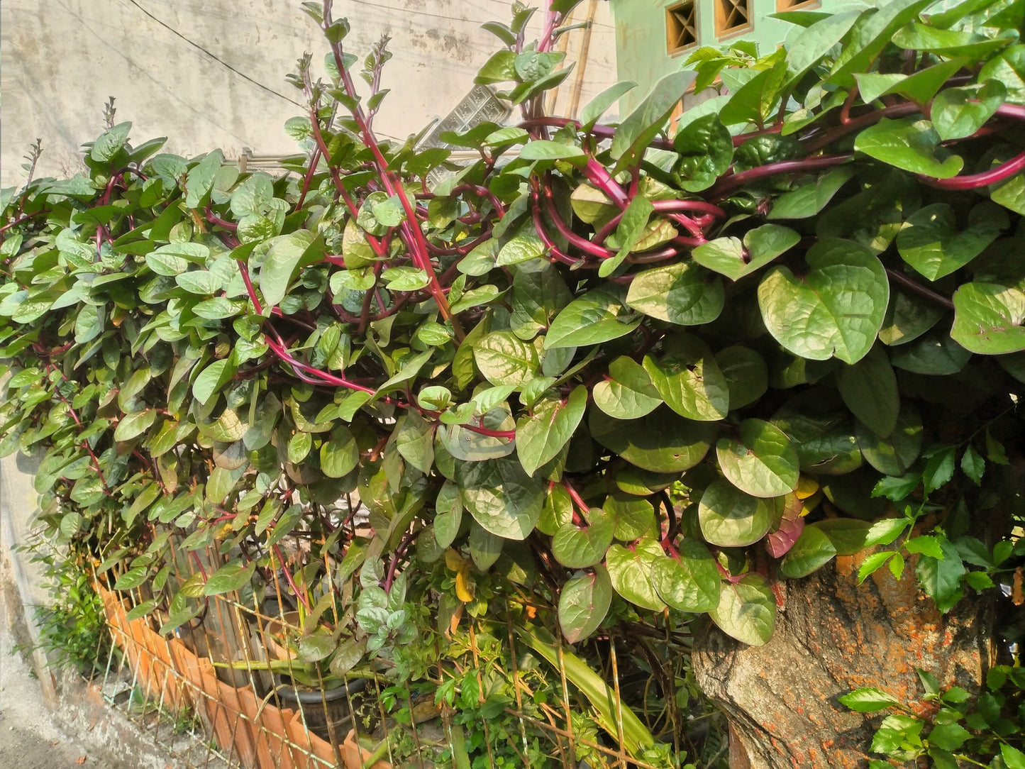 50 RED Stem MALABAR SPINACH Red Vine Ceylon Basella Alba Rubra Vegetable Seeds
