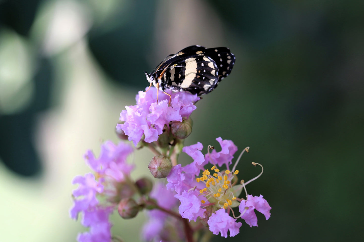 35 LILAC Light Purple CREPE MYRTLE Lagerstroemia Indica Flowering Shrub Bush Small Tree Seeds