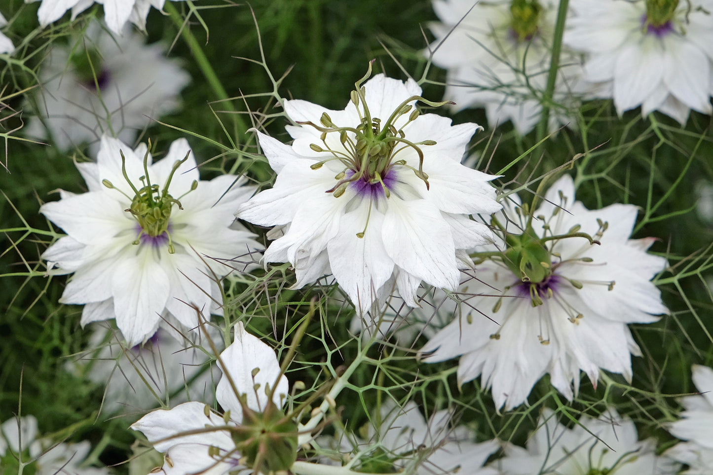 50 RED POD NIGELLA Damascena Love In A Mist aka Black Pod White Flower Seeds