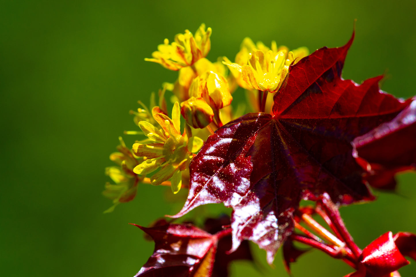 25 Scarlet CAROLINA RED MAPLE Tree Acer Rubrum Seeds