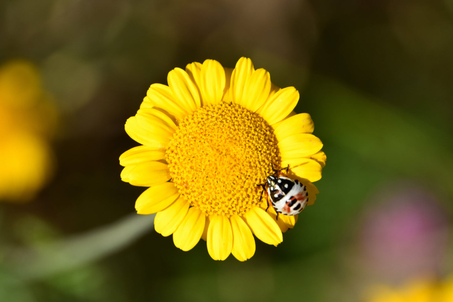 250 GOLDEN MARGUERITE DAISY Dyer's Yellow Chamomile Anthemis Tinctoria Kelwayi Cota Tinctoria  Paris Daisy Herb Flower Seeds