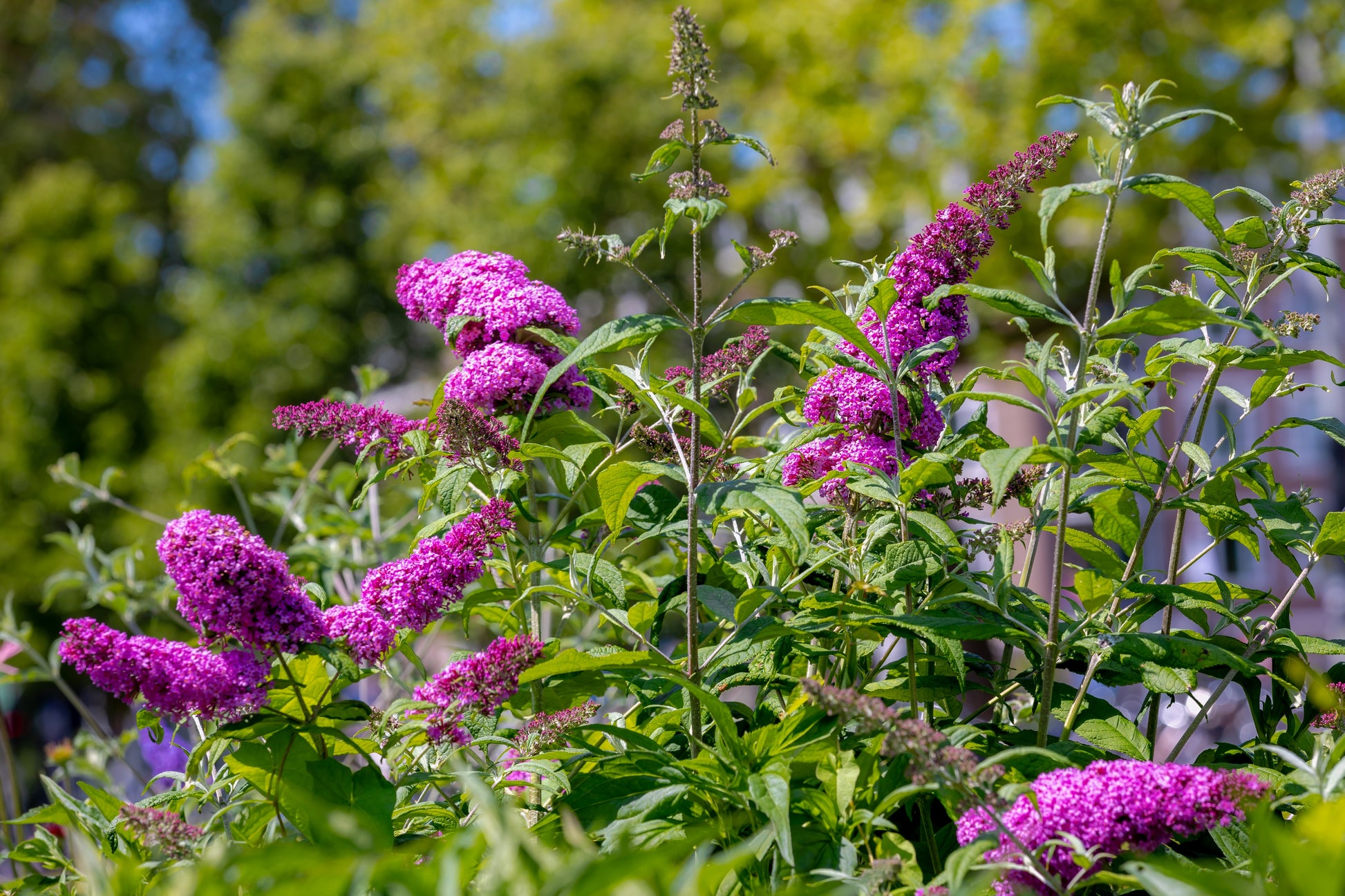 purple flower seeds 50 VIOLET BUTTERFLY BUSH Buddleja Davidii Purple Flower Seeds