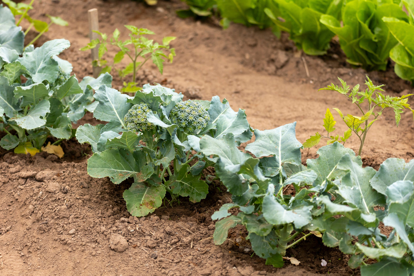 1000 Organic DE CICCO BROCCOLI Di Cicco Brassica Oleracea Capitata Vegetable Seeds