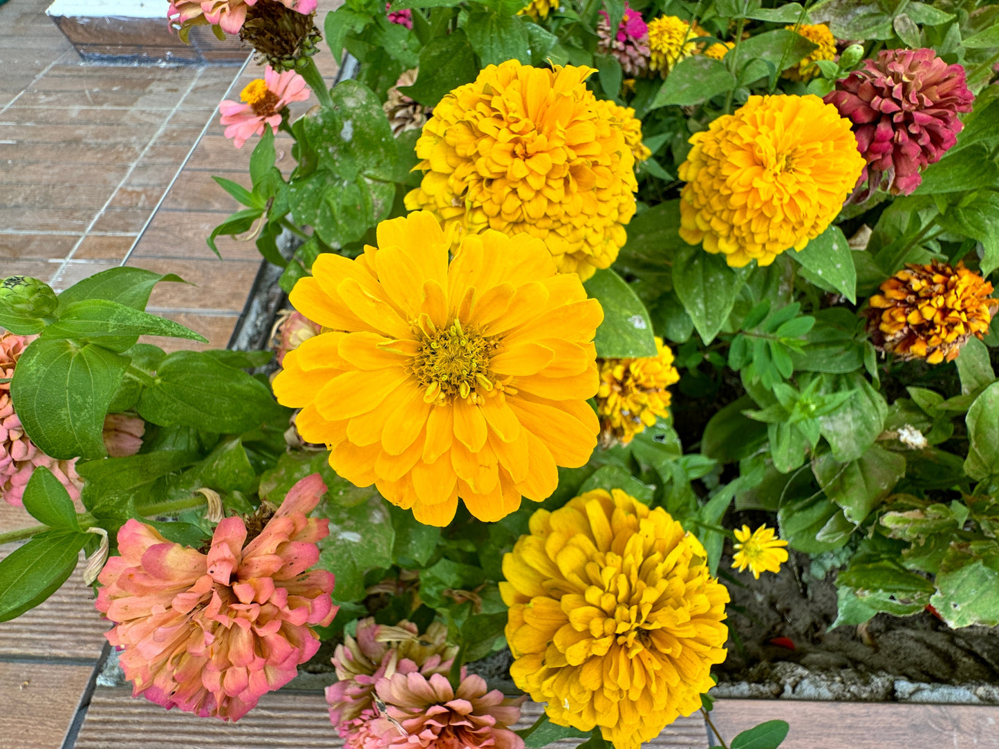 250 Yellow CANARY BIRD ZINNIA Elegans Flower Seeds