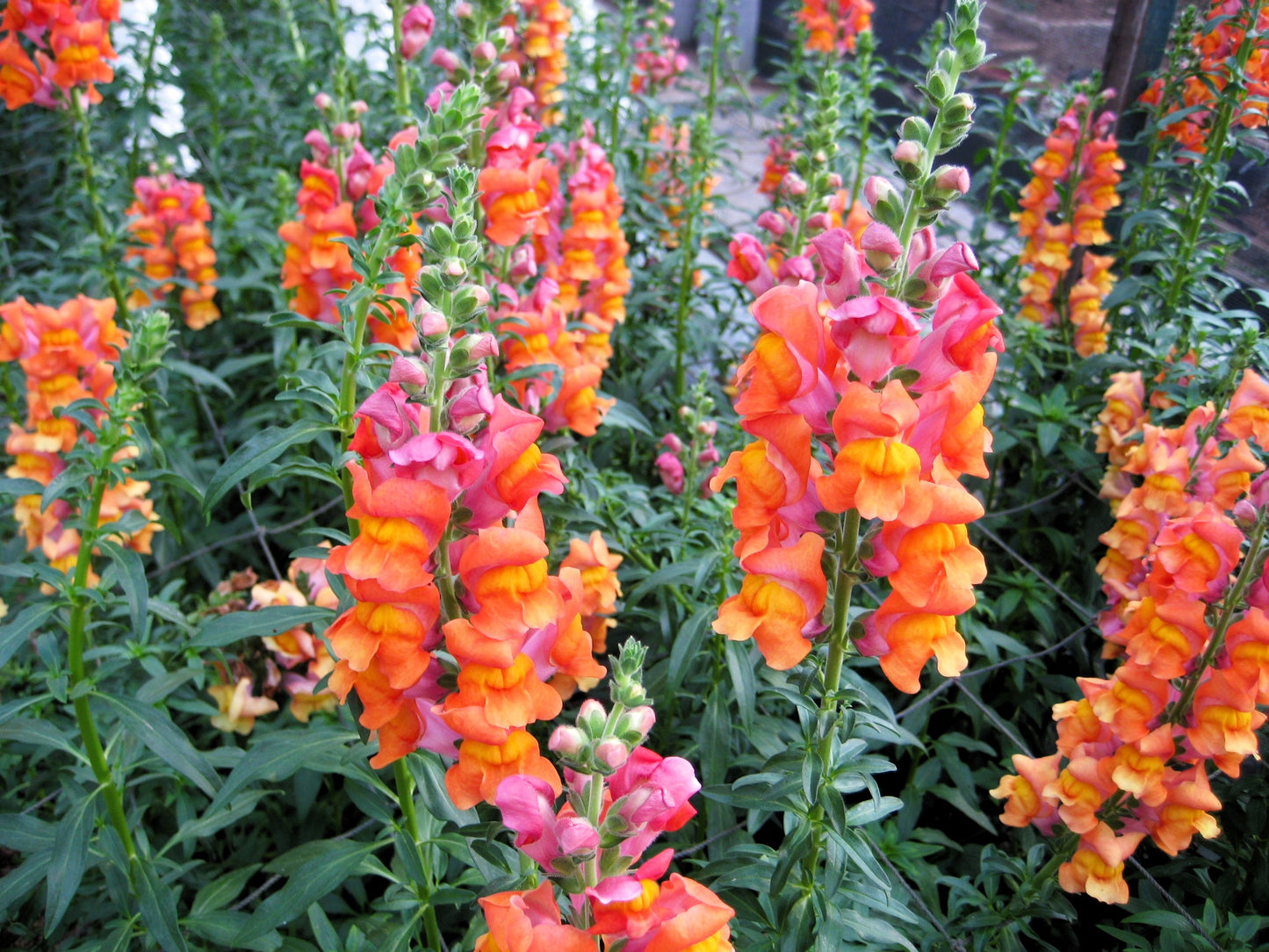 250 ORANGE WONDER SNAPDRAGON Antirrhinum Majus Flower Seeds