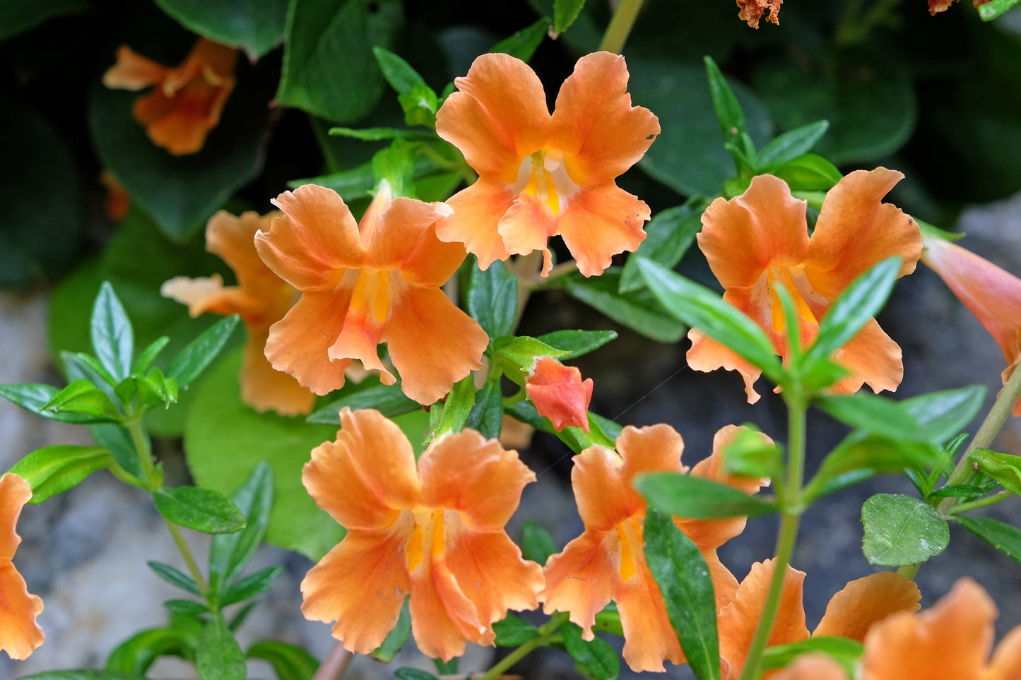 100 Twinkle ORANGE MONKEY FLOWER Mimulus Seeds