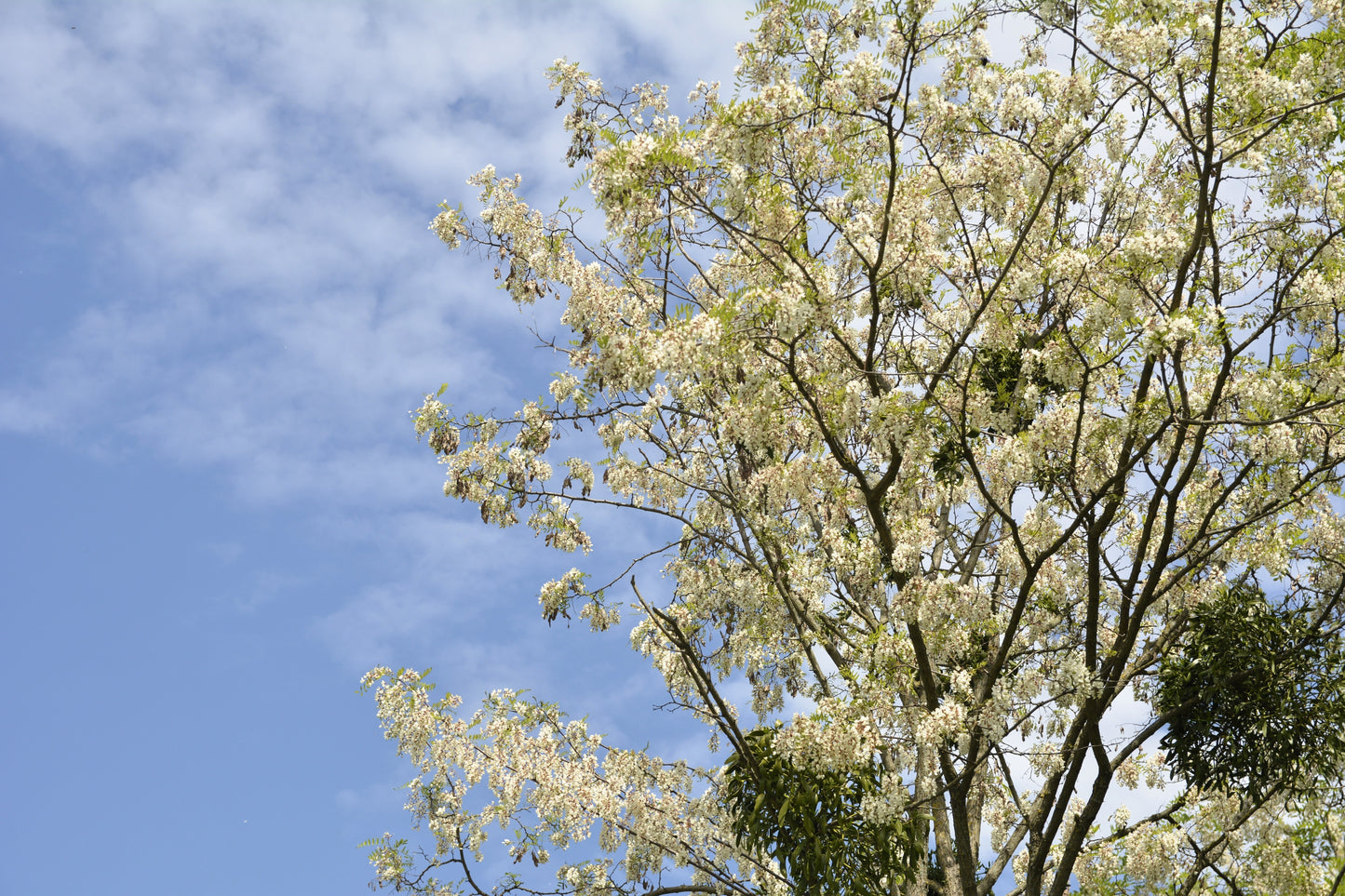 25 Flowering BLACK LOCUST TREE (Yellow Locust / False Acacia) Robinia Pseudoacacia Seeds