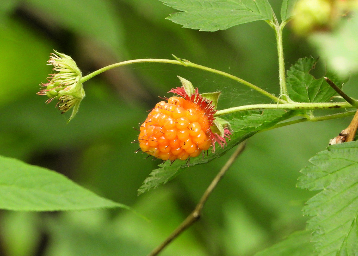 20 SALMONBERRY RUSSIAN RASPBERRY Rubus Spectabilis Fruit Seeds Purple ...