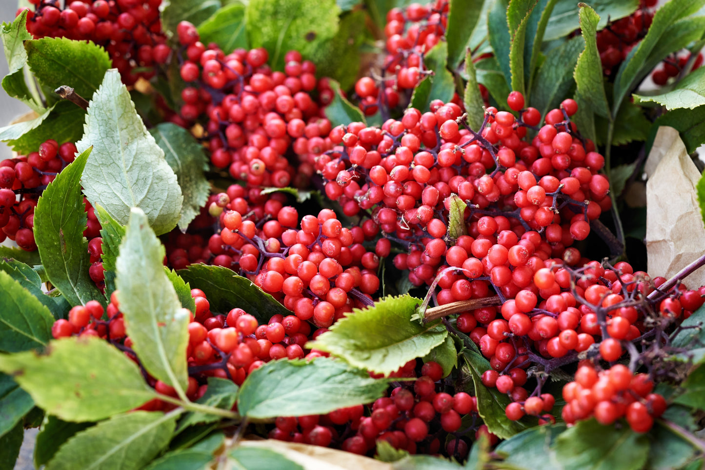 100 RED ELDERBERRY Sambucus Racemosa Scarlet Mountain Elder Bunchberry Tree Shrub Fruit Berry Seeds