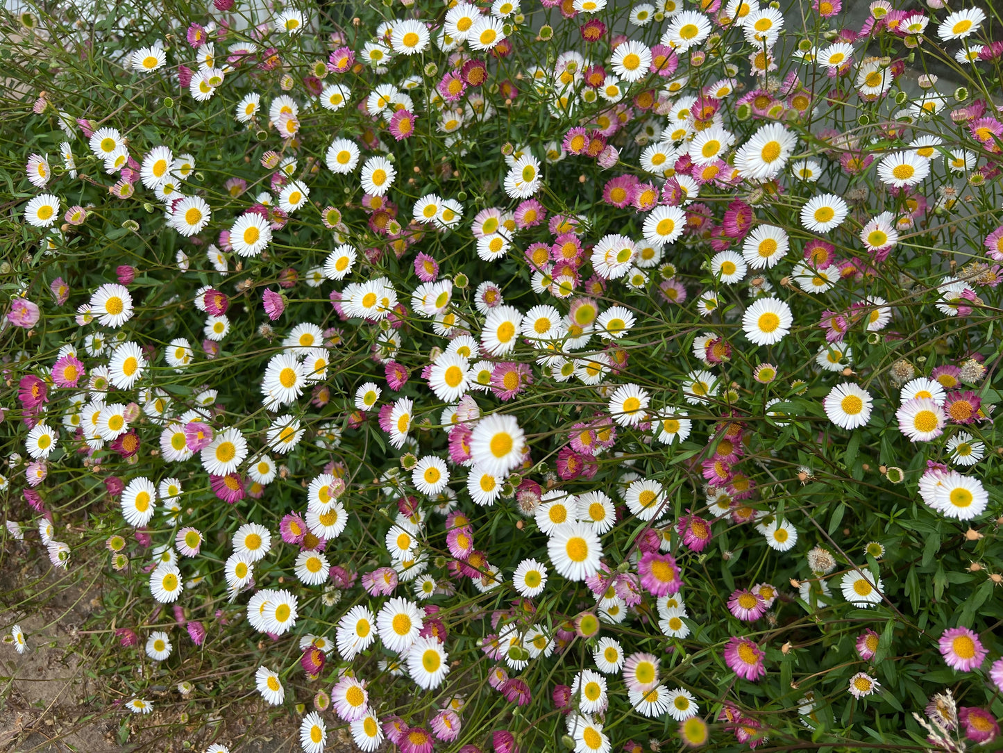 50 SANTA BARBARA DAISY Mexican Fleabane Erigeron Karvinskianus Tricolor Mixed Colors White Pink Purple Flower Seeds