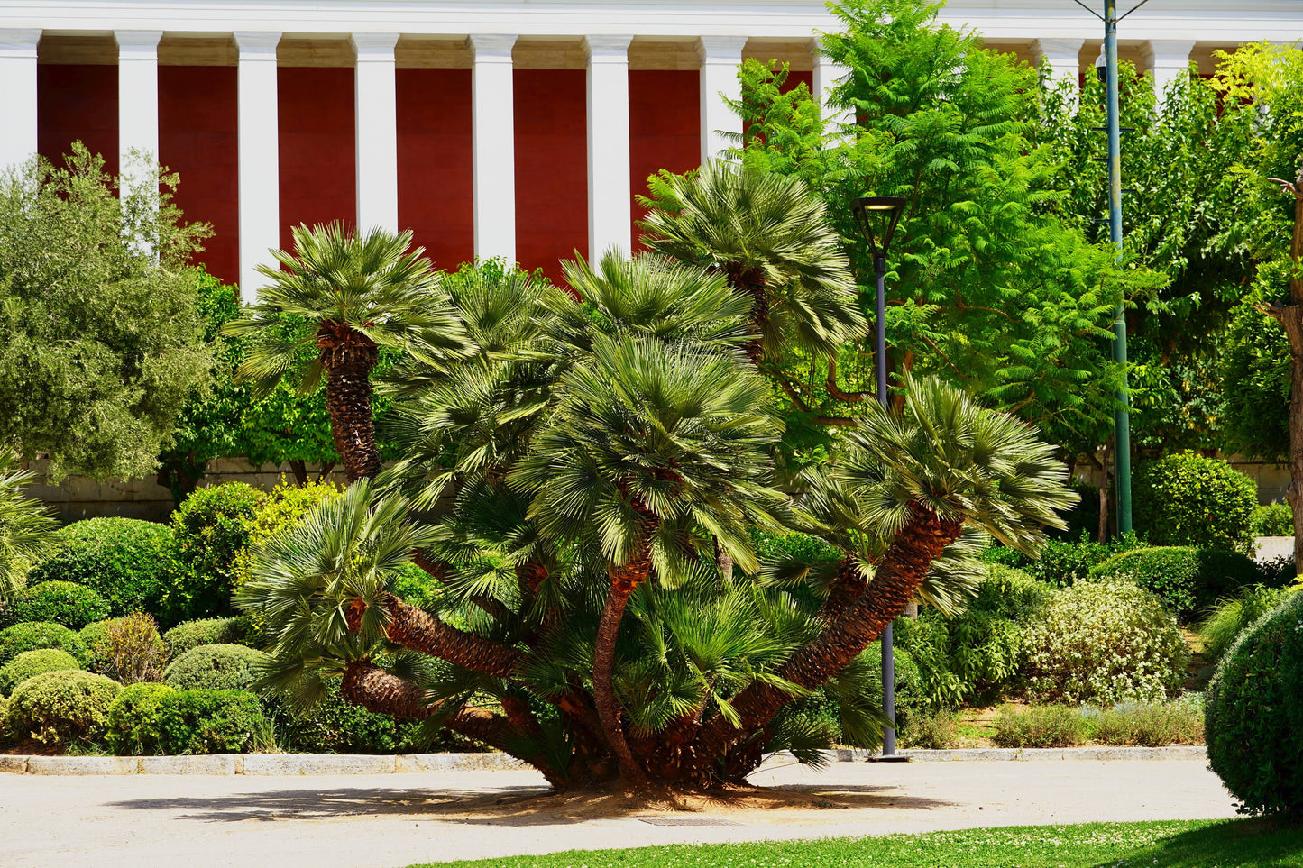 5 MEDITERRANEAN FAN PALM European Dwarf Tree Shrub Chamaerops Humilis Seeds