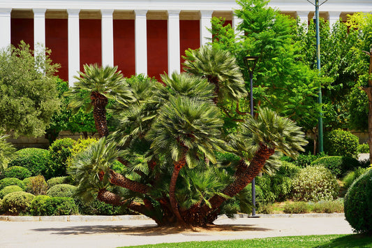 5 MEDITERRANEAN FAN PALM European Dwarf Tree Shrub Chamaerops Humilis Seeds