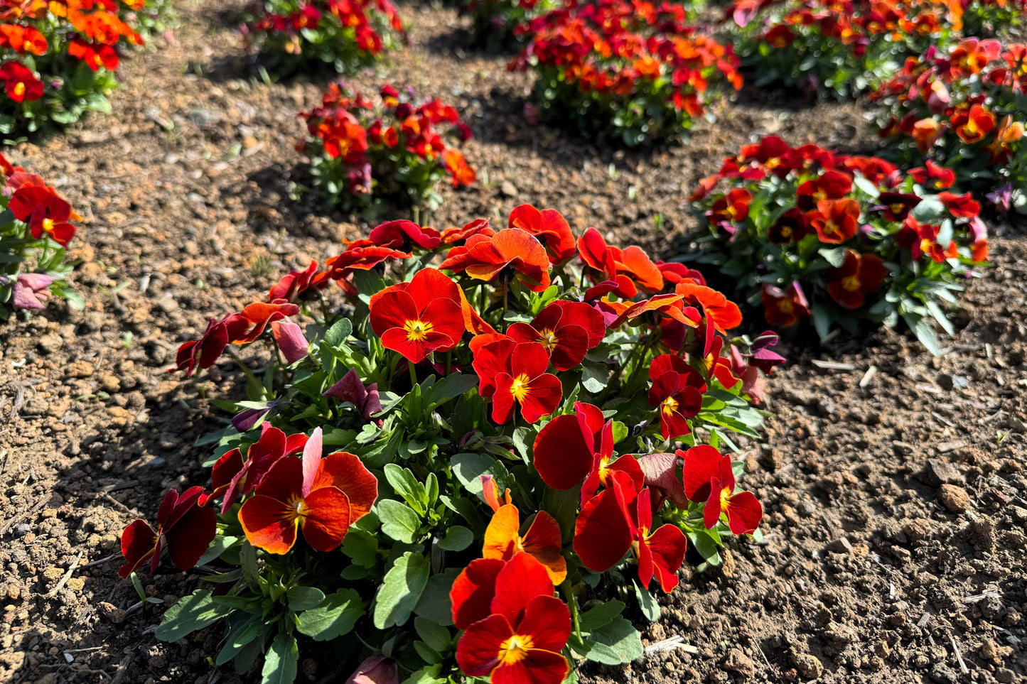 50 RED & YELLOW PANSY Violet Viola Wittrockiana Flower Seeds