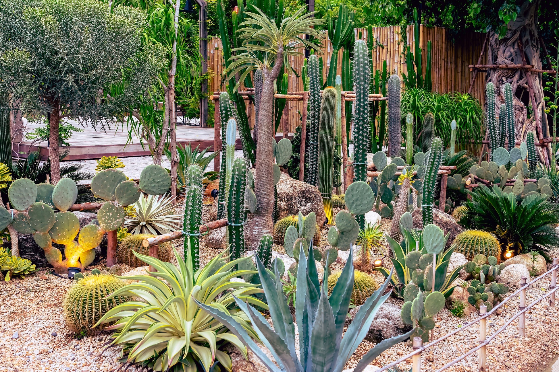 outdoor succulent seeds 50 CACTUS MIX 'Finest Mixed' Succulent Flower Plant Seeds – Seedville USA