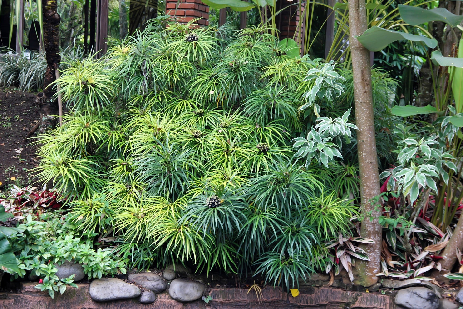 umbrella palm plants for sale 50 UMBRELLA PLANT CYPERUS Alternifolius Papyrus Grass Umbrella Palm Flower Seeds