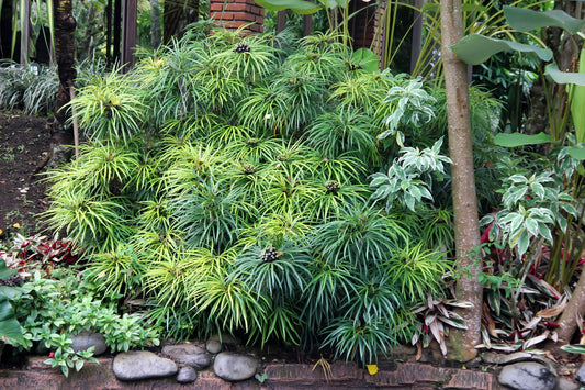 50 UMBRELLA PLANT CYPERUS Alternifolius Papyrus Grass Umbrella Palm Flower Seeds