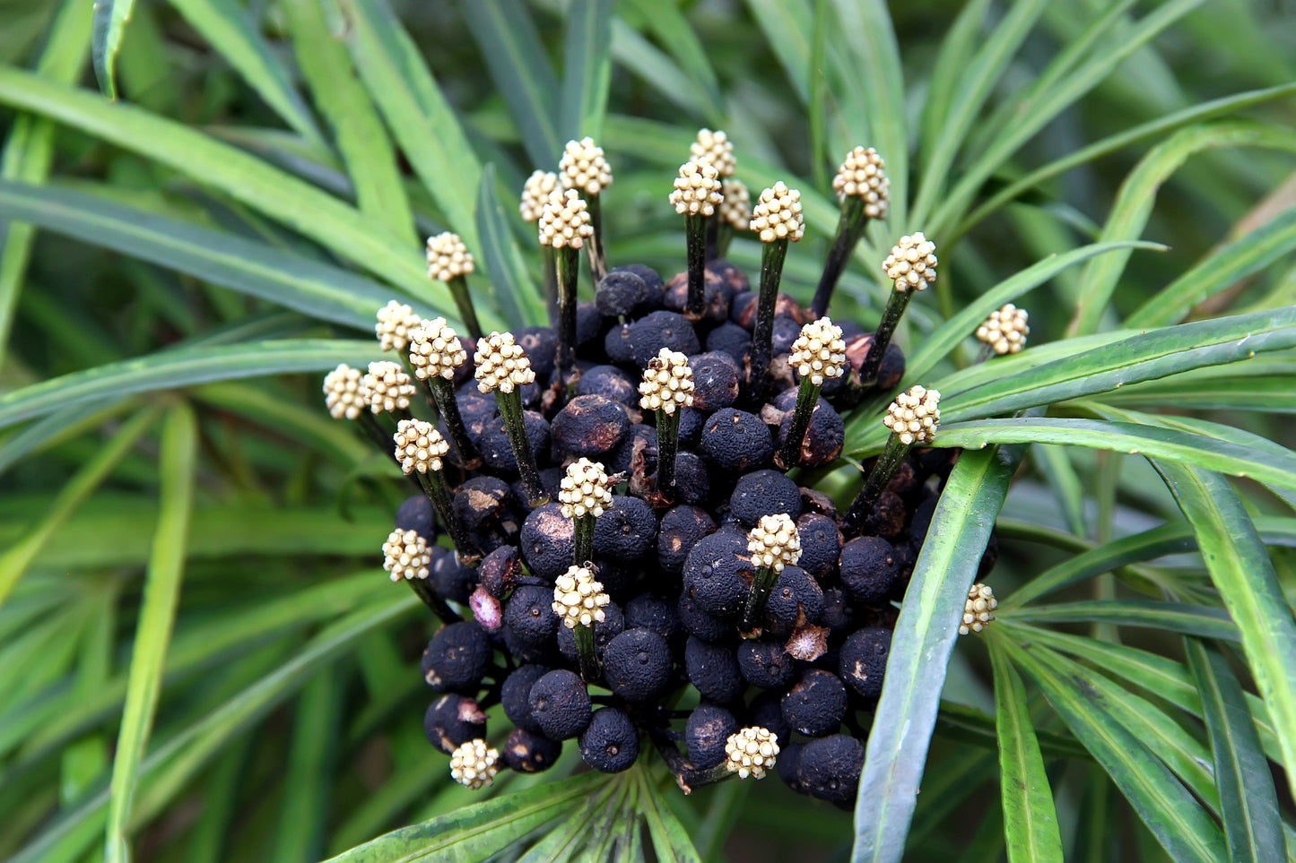 50 UMBRELLA PALM TREE Cyperus Involucratus Papayrus Sedge Seeds