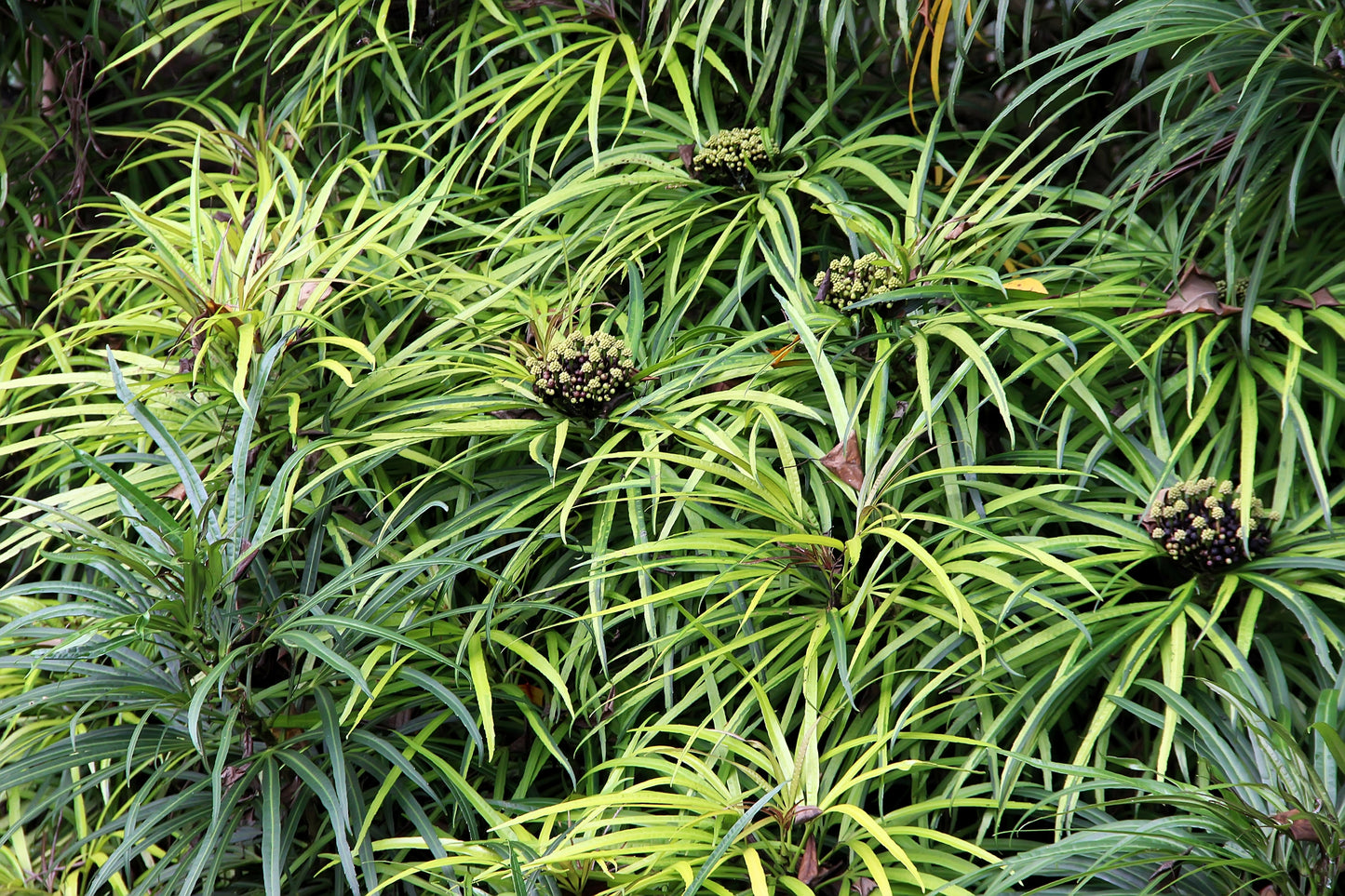 50 UMBRELLA PLANT CYPERUS Alternifolius Papyrus Grass Umbrella Palm Flower Seeds