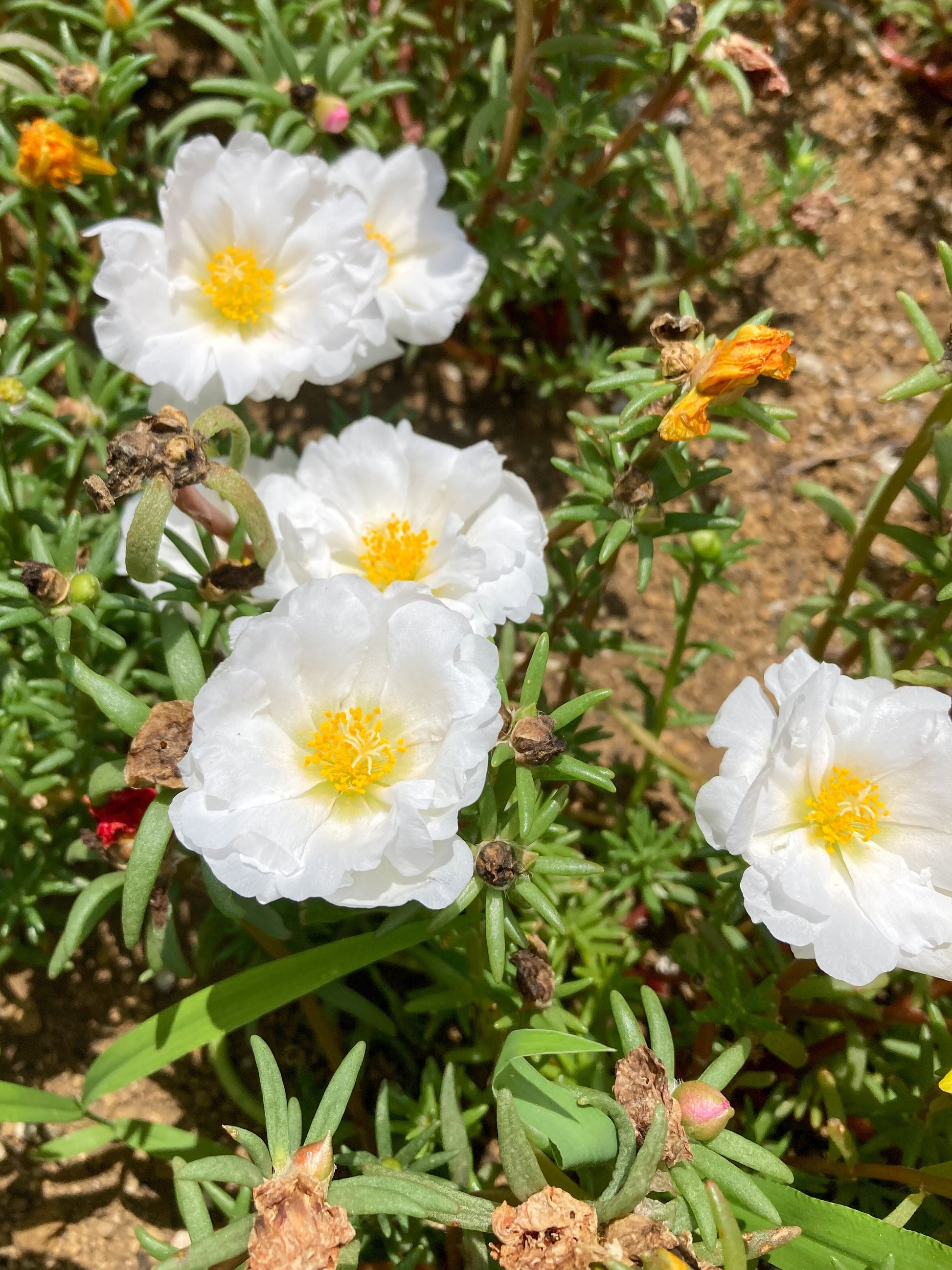 double flowered moss rose seeds 100 White PORTULACA Grandiflora / MOSS ROSE Succulent Flower Seeds