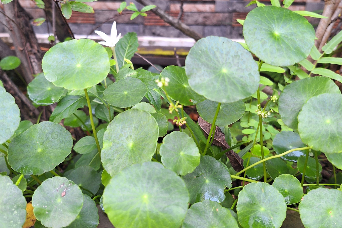 50 SPADELEAF Edible Coinwort Centella Asiatica Gotu Kola Herb Pink Flower Seeds