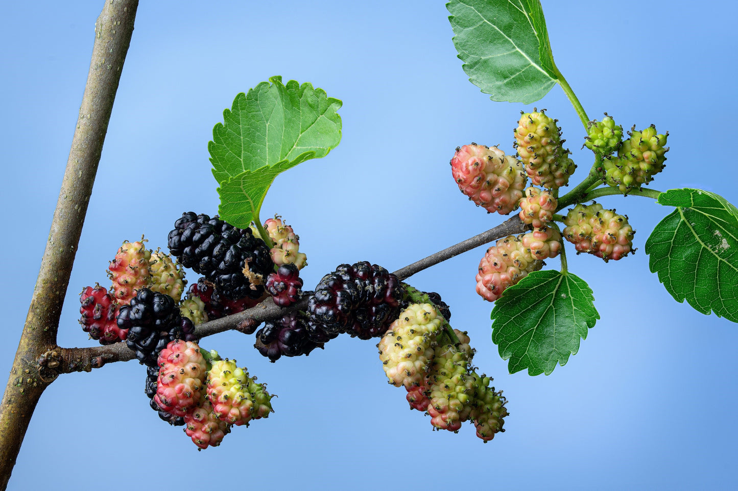 15 Red MULBERRY Morus Rubra Black Fruit Shrub Tree Seeds