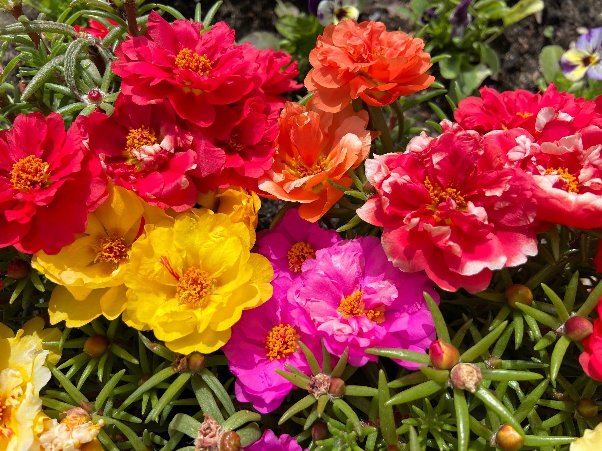 grandiflora rose seeds 100 Mixed Colors PORTULACA MOSS ROSE Grandiflora Flower Seeds