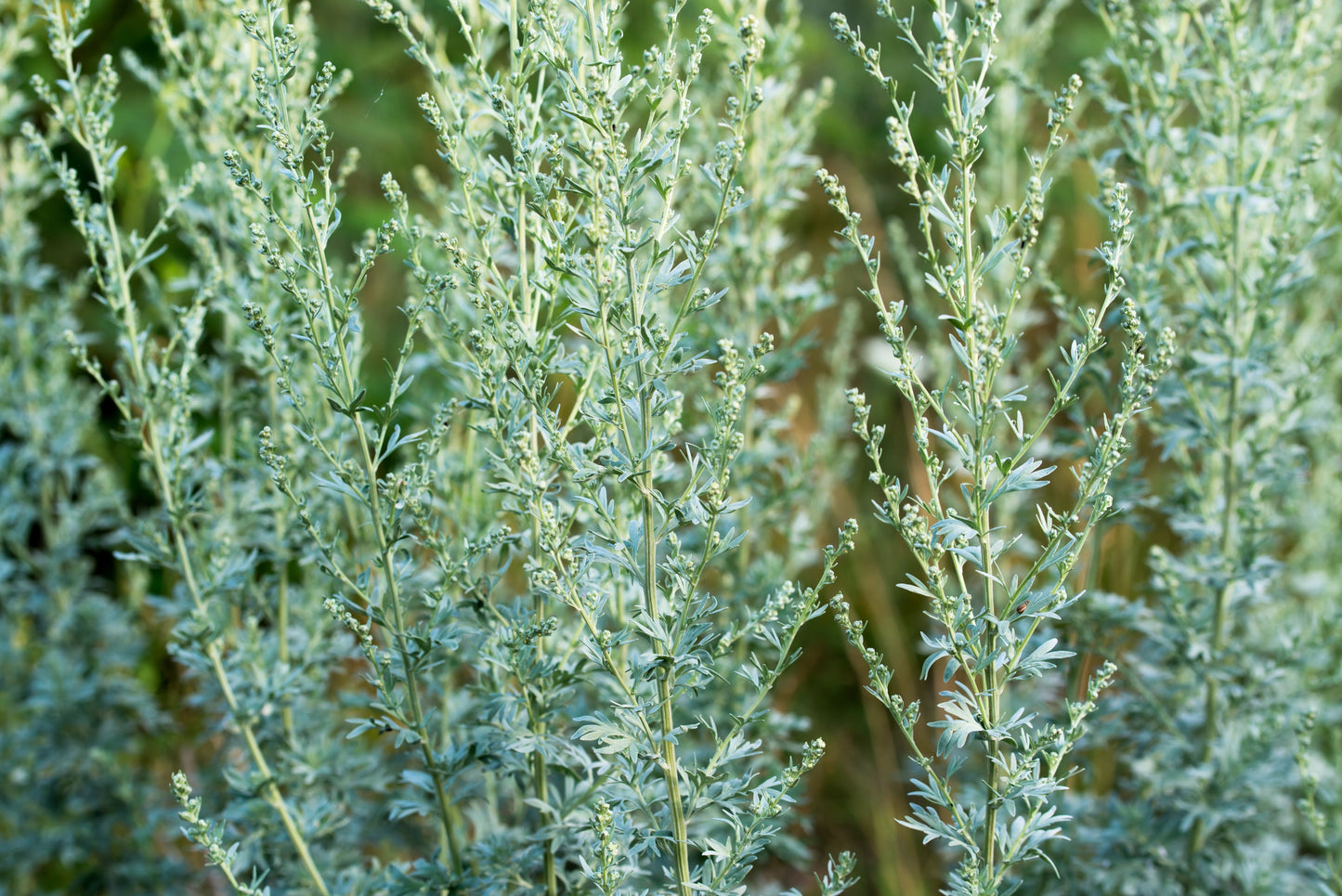 500 ABSINTHE WORMWOOD Common Artemisia Absinthium Green Ginger Herb Flower Seeds