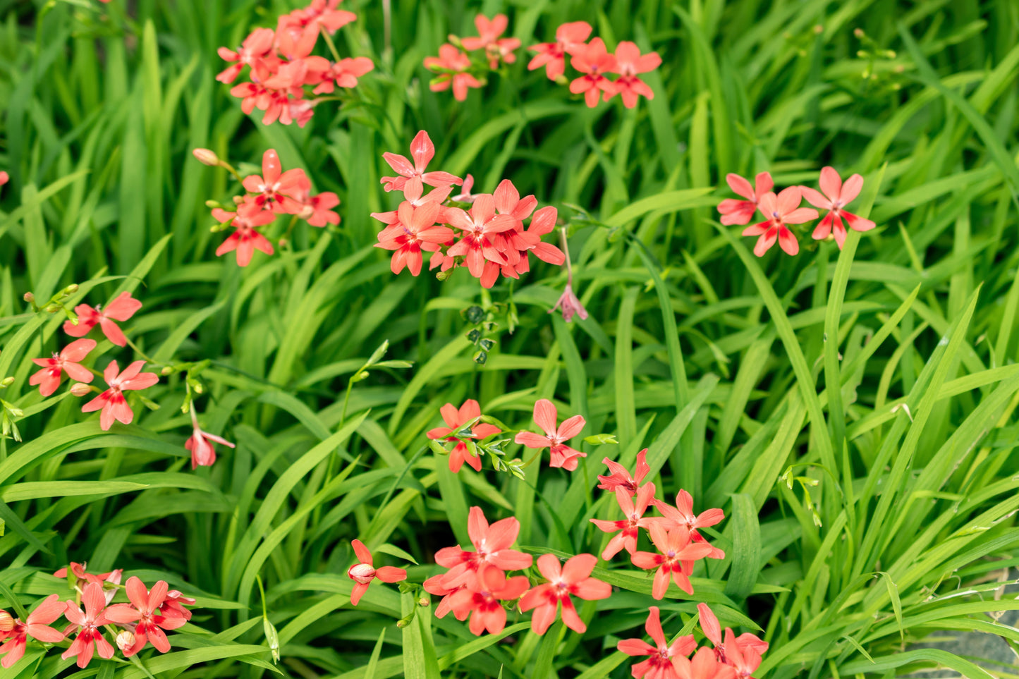 20 PAINTED PETALS FREESIA Mixed Colors Anomatheca Laxa Red Blue Pink White Purple Flower Seeds