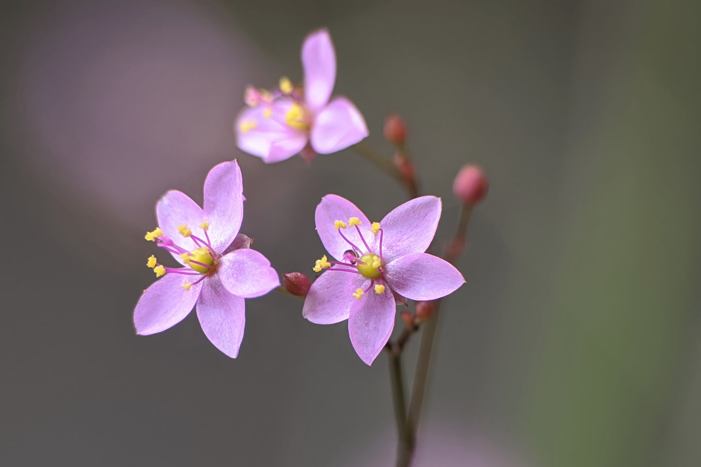 150 FAME FLOWER Jewels of Opar Talinum Paniculatum Portulaca Patens Fameflower Vegetable Leaf Seeds