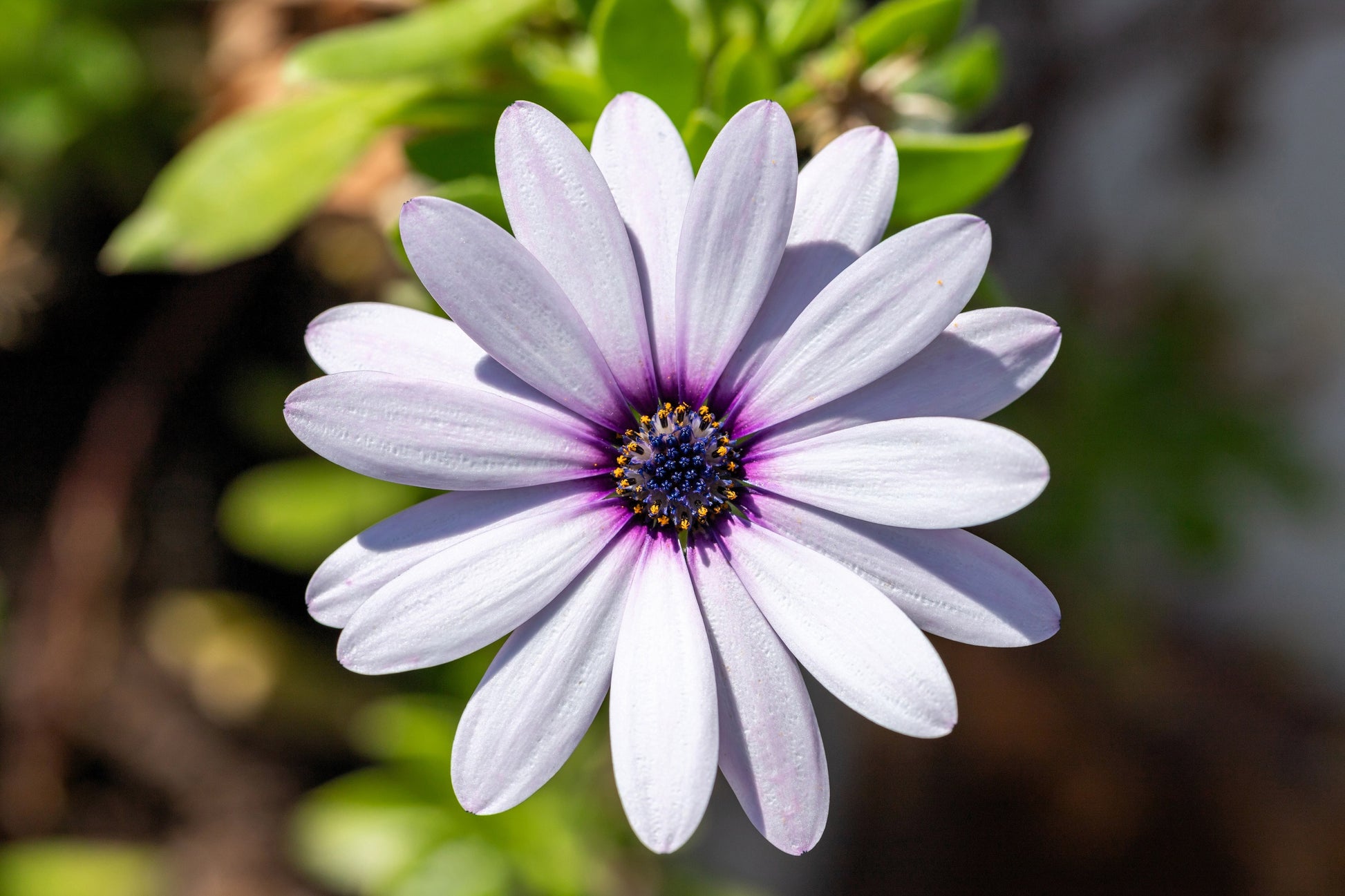 margarita flower seeds 50 WHITE AFRICAN Cape DAISY Dimorphotheca Sinuata Flower Seeds