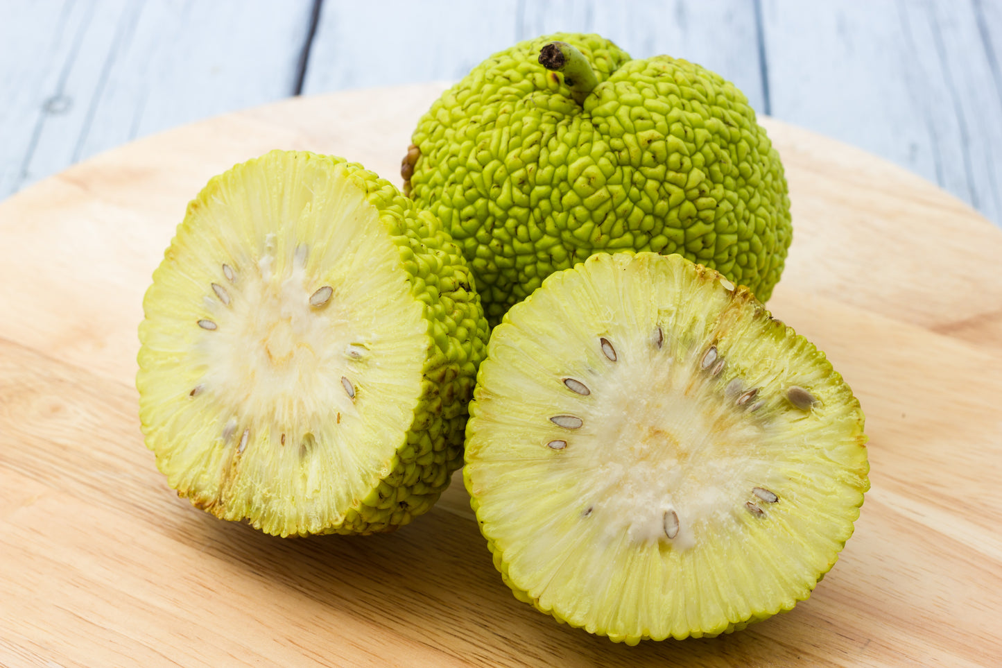 10 HEDGE APPLE Osage Orange Horse Apple Monkey Ball Maclura Pomifera Tree Seeds