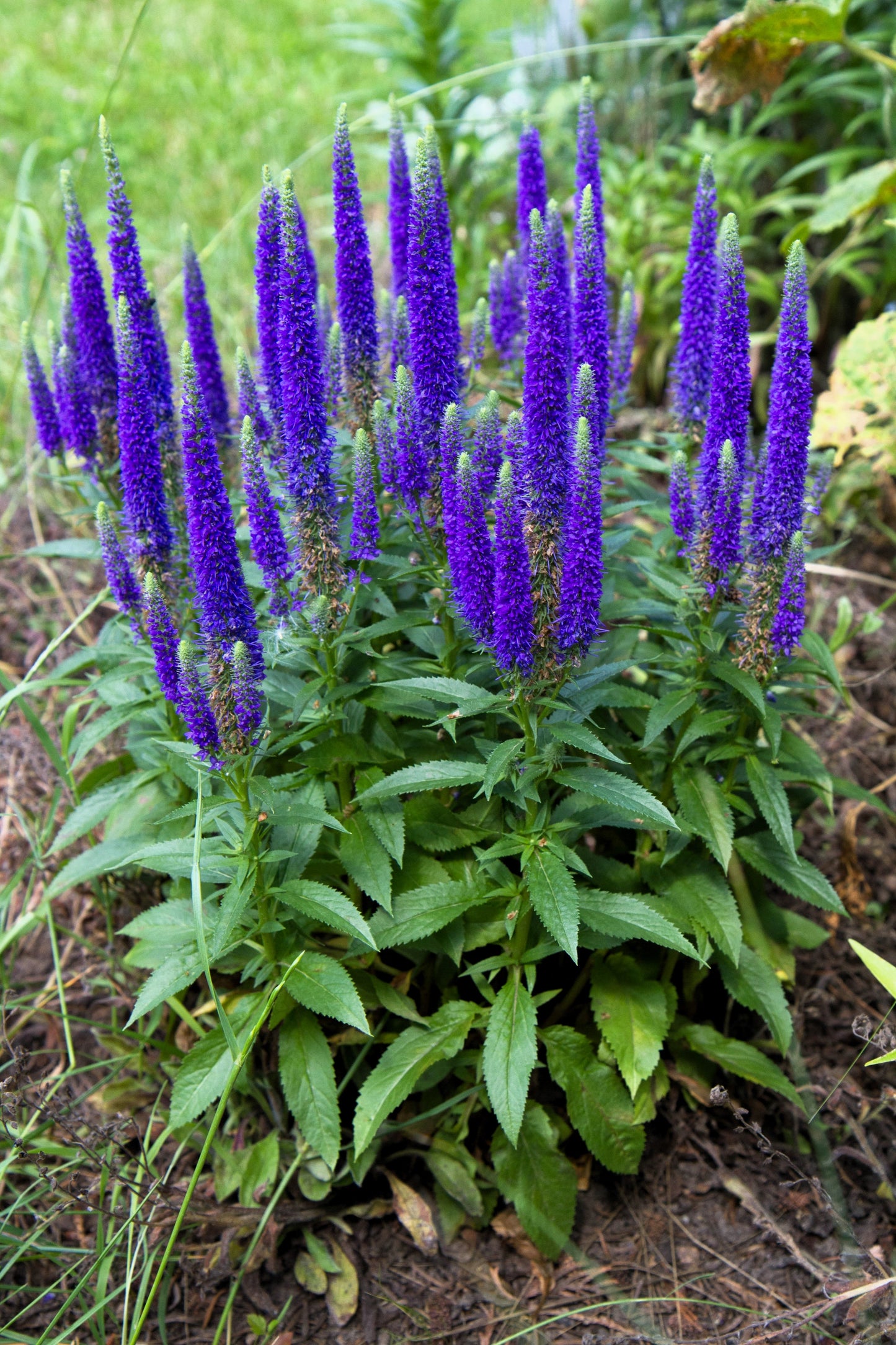 50 Mixed Colors VERONICA SIGHTSEEING MIXTURE (Spike Speedwell) Veronic –  Seedville USA