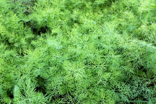 2500 BOUQUET DILL Anethum Graveolens Herb Flower Seeds