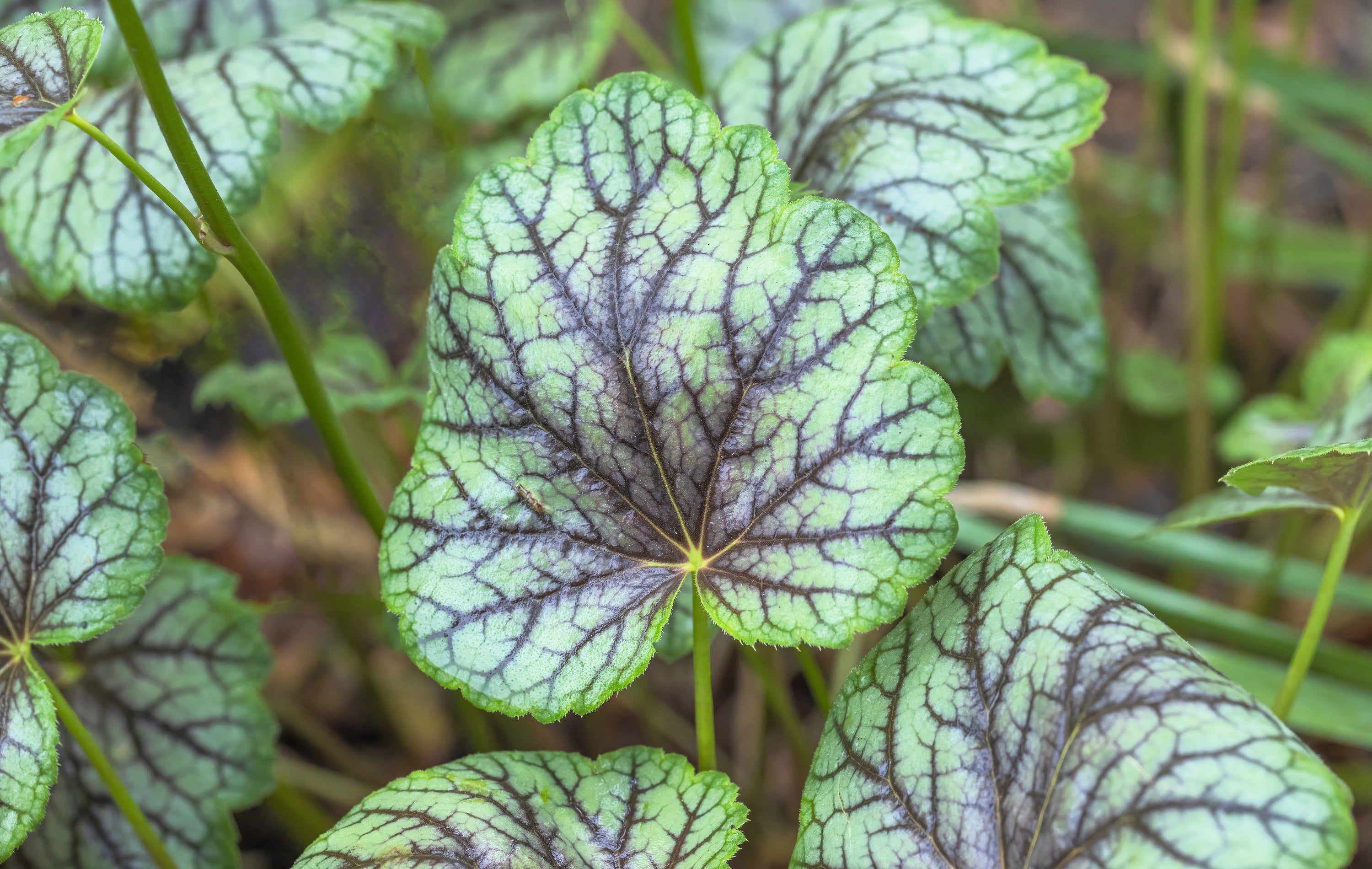 Seedville Heuchera Americana Coral Bells - Thumbnail 4
