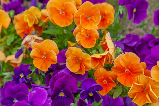 50 ORANGE SUN PANSY Swiss Giant Viola Wittrockiana Flower Seeds