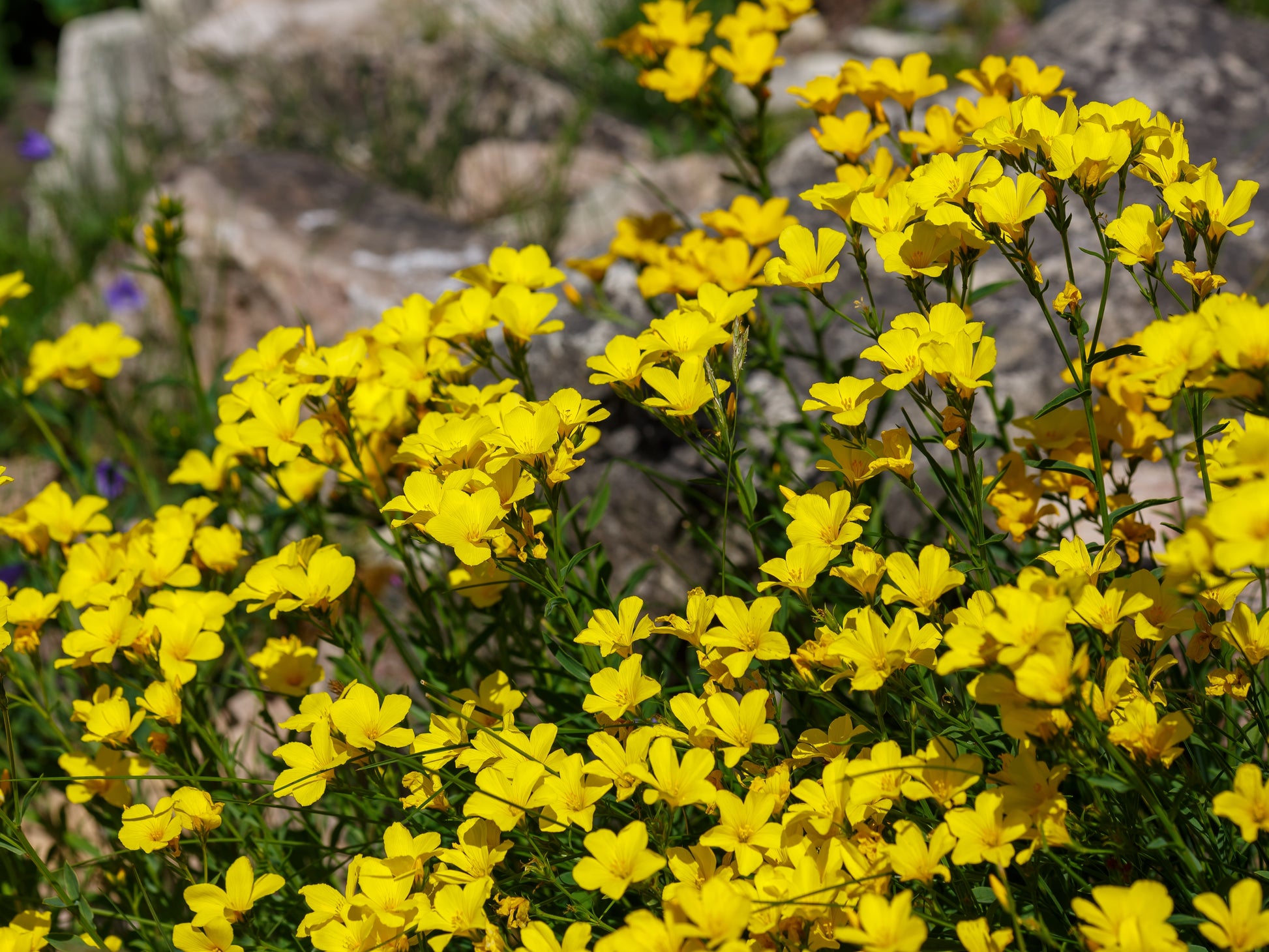 lin lan flower seeds for sale 500 Organic GOLDEN FLAX Yellow Linseed Common Linum Flavum Flower Seeds