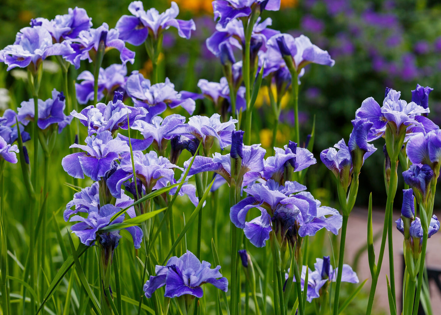 20 MIXED SIBERIAN IRIS Sibirica Iris Bicolor Blue Red White Yellow Purple Siberian Flag Flower Seeds