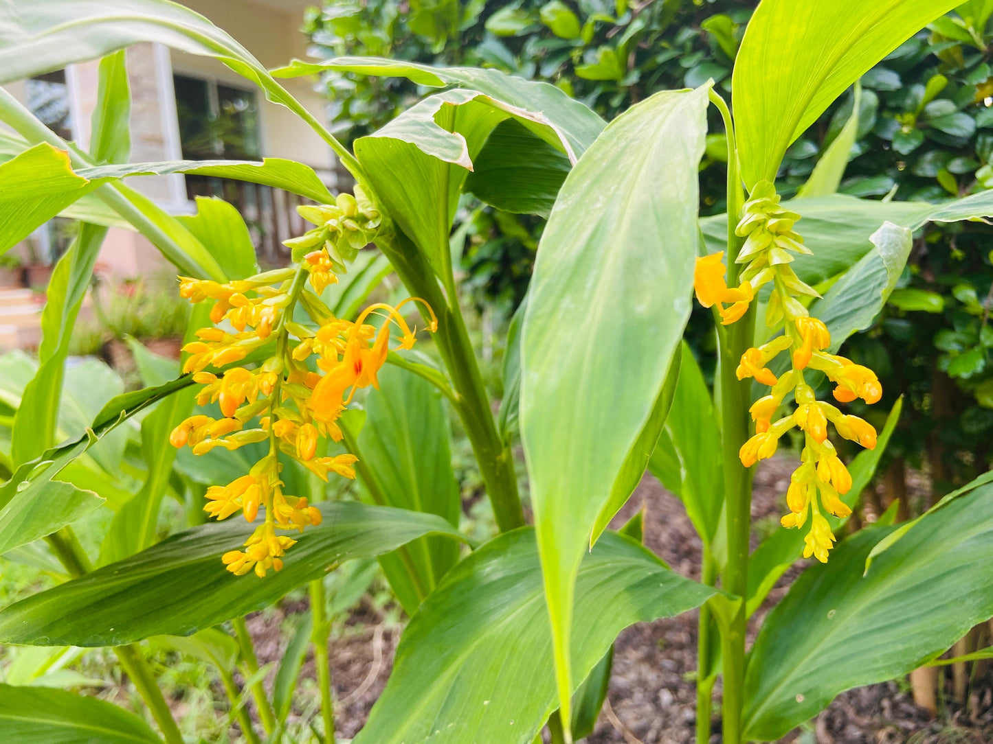 10 DANCING GIRL GINGER Globba Schomburgkii Yellow Fairy Ginger Houseplant Shade Flower Seeds