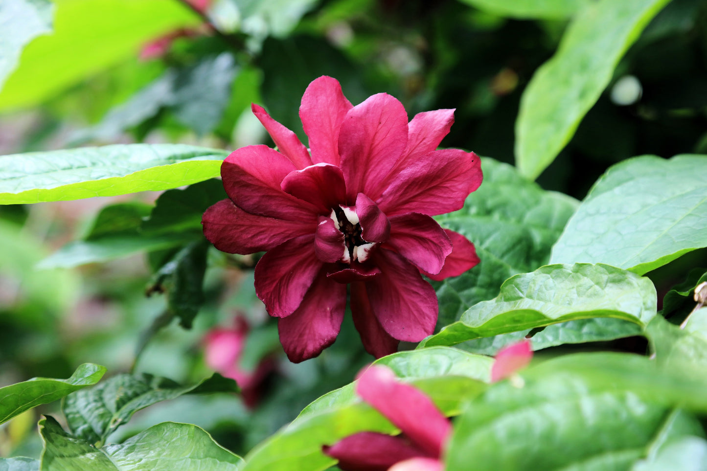 10 SWEETSHRUB Carolina Allspice Fragrant Calycanthus Floridus Shrub Flower Seeds